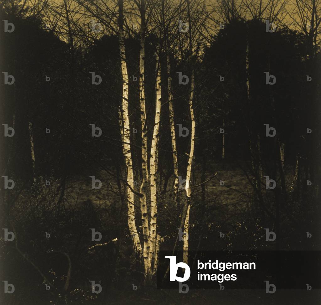 Silver birch woodland (black and white photograph)