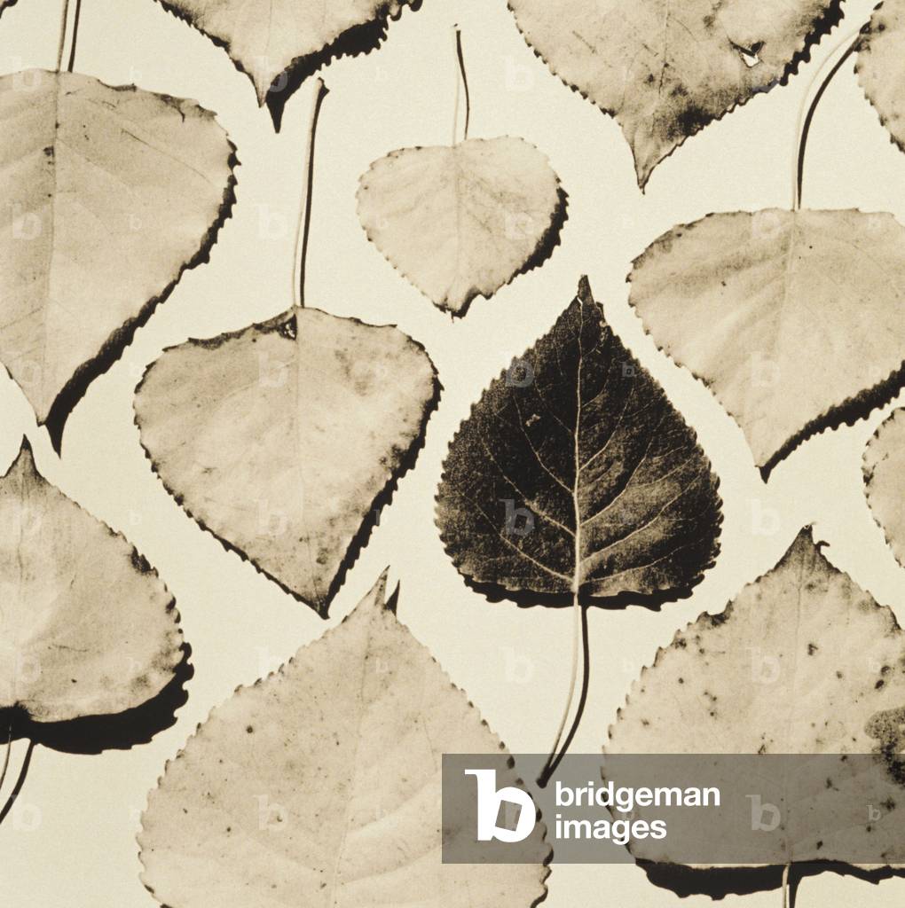 Pappelbaumblätter auf weißem Hintergrund (Schwarzweißfoto)