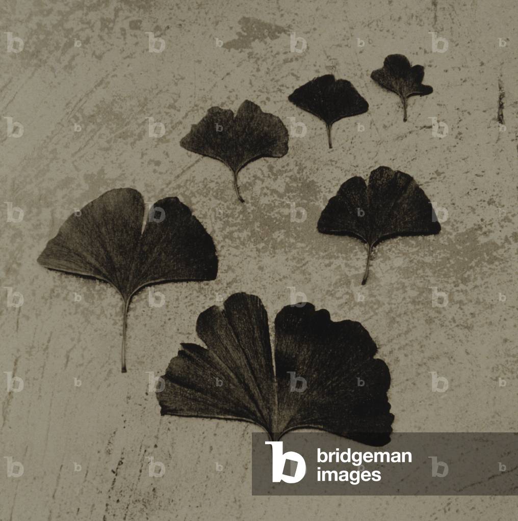 Ginkgo-Blätter (Schwarz-Weiß-Foto)