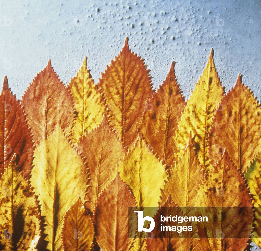 Foglie di faggio giallo (fotografia)