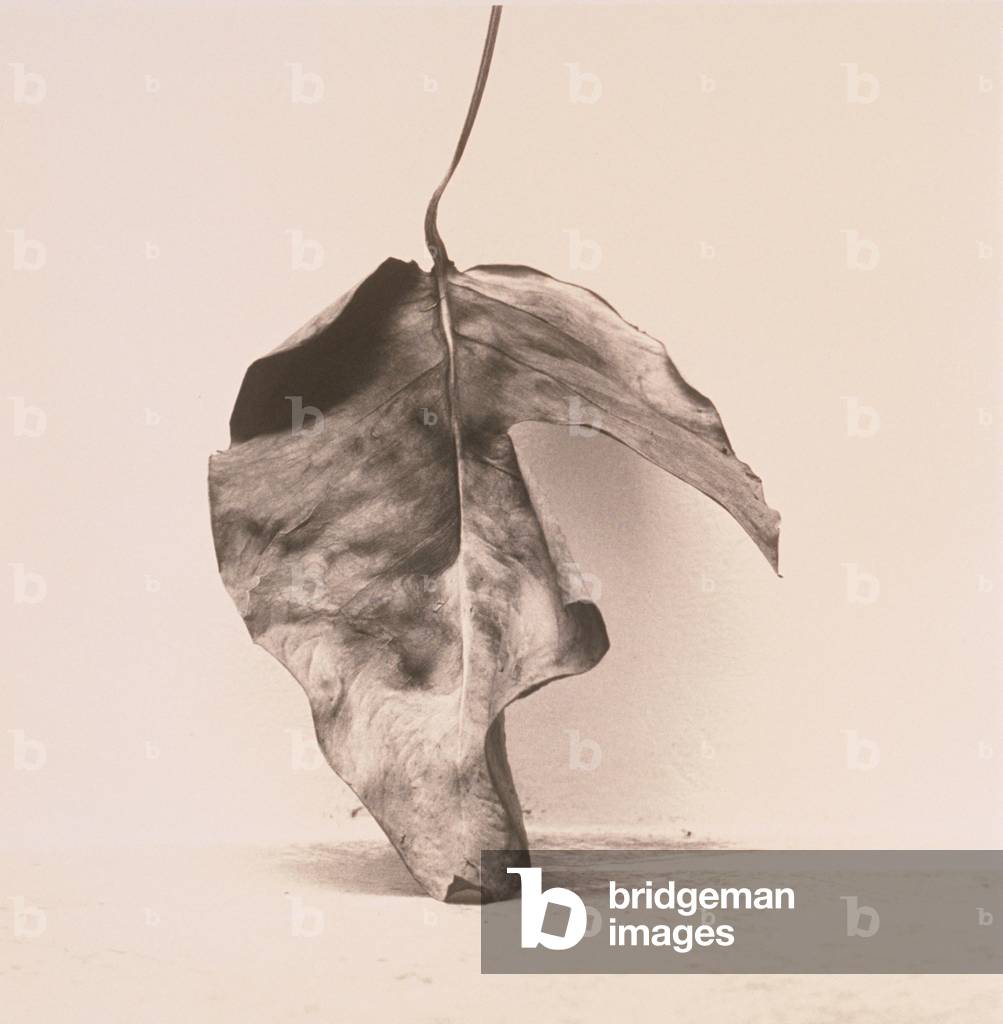 Beschädigtes Blatt (Schwarzweißfoto)