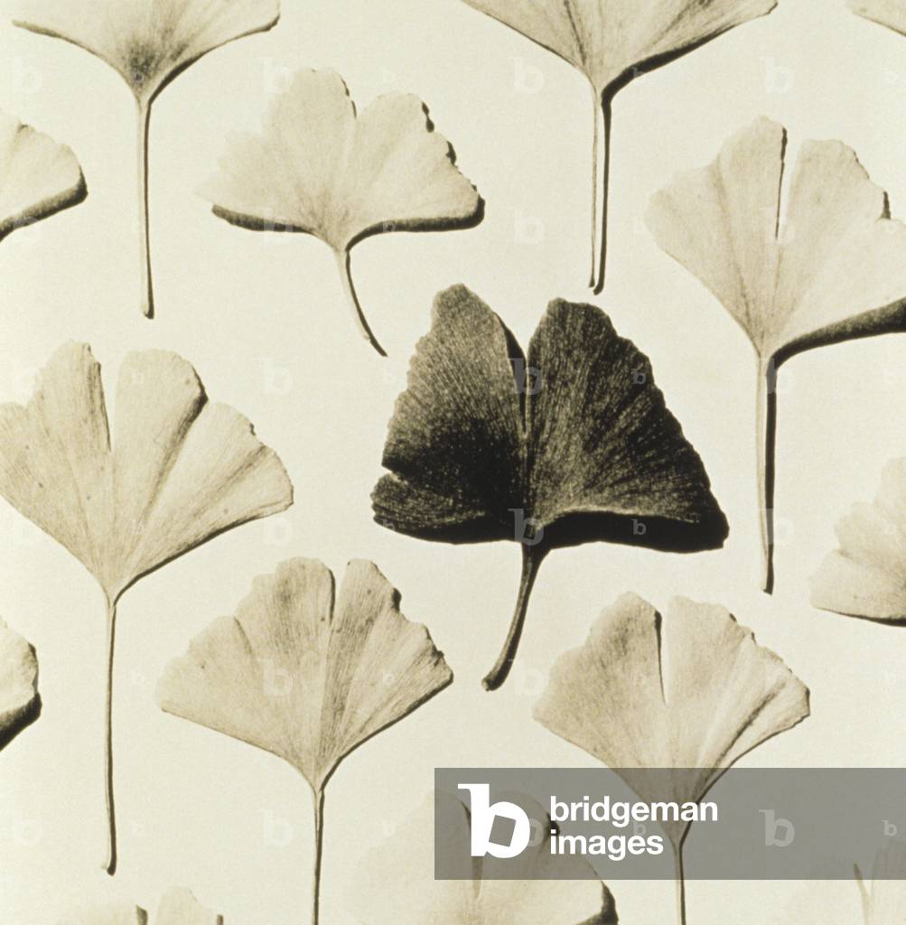 Ginkgo-Blätter (Schwarz-Weiß-Foto)