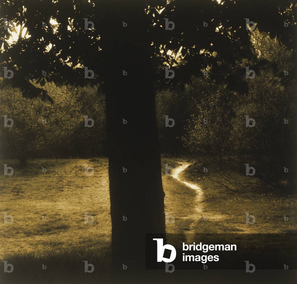 Albero e radura con percorso (fotografia in bianco e nero)