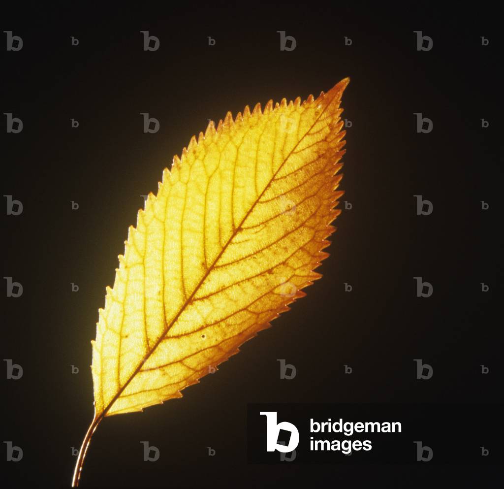 Foglia gialla su sfondo nero (fotografia)