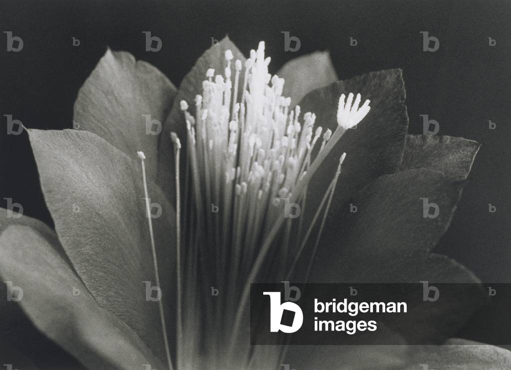 Exotic flower (black and white photograph)