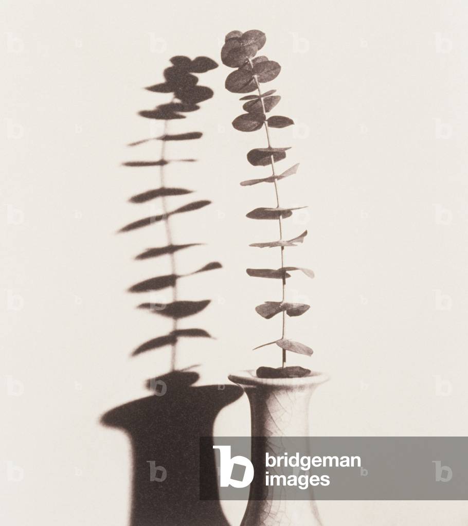 Eucalyptus twig in vase with shadow (black and white photograph) by