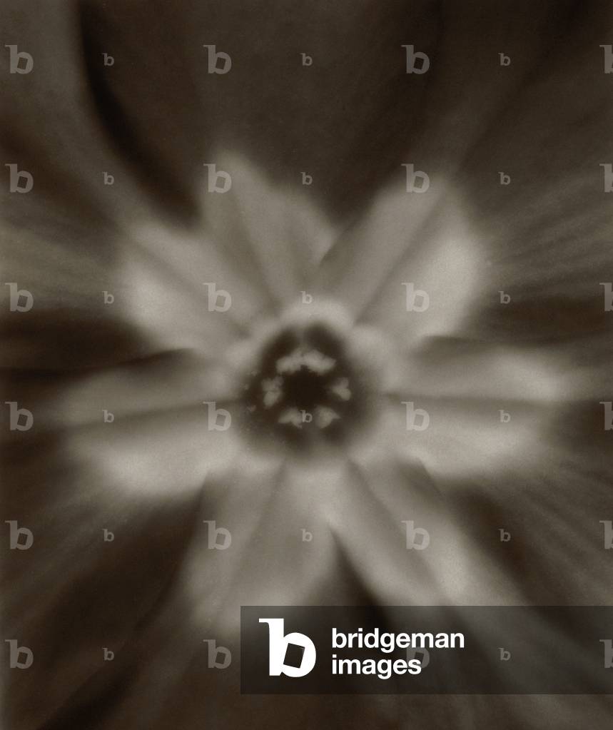 Flower (black and white photograph)