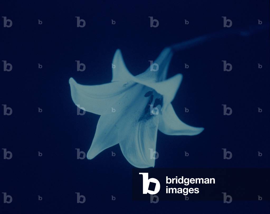 Giglio in cianotipia (foto)