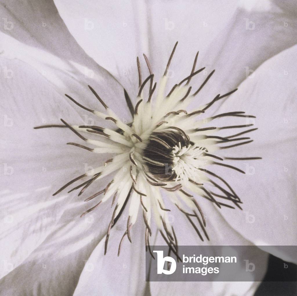 Fiore bianco (fotografia)