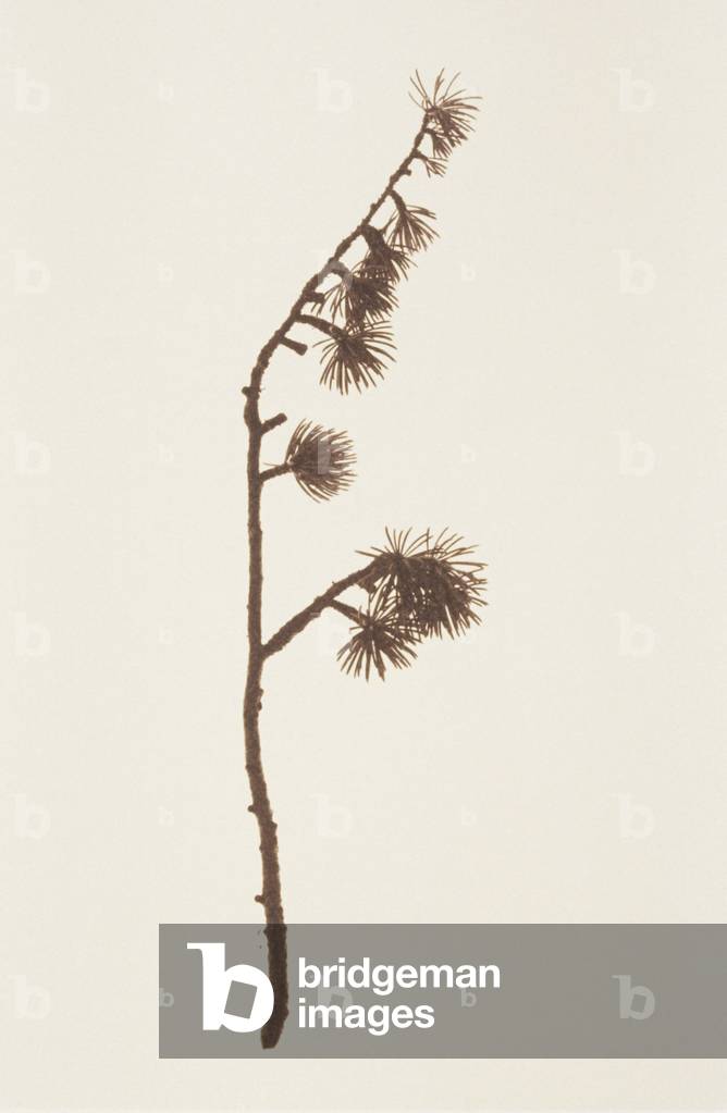 Einzelner Lärchenzweig (Foto)