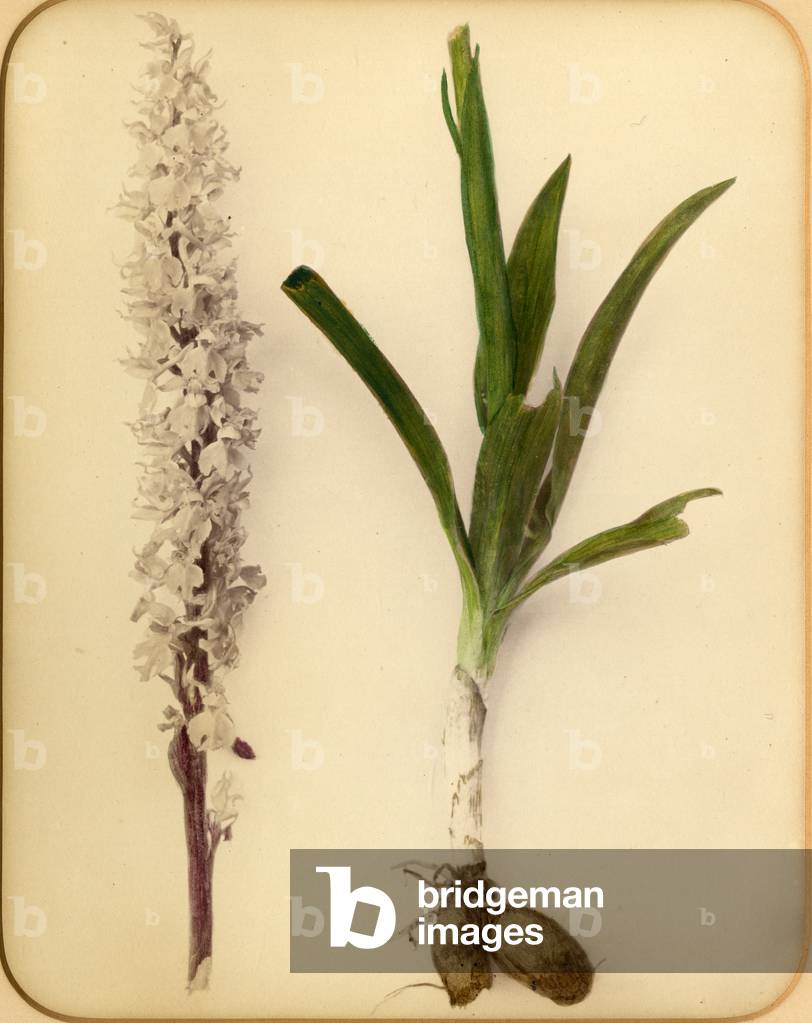 Flower and bulb, 1870s (albumen print)