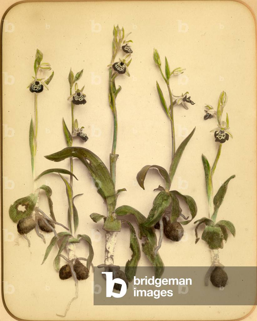 Wild Orchid, 1870s (albumen print)