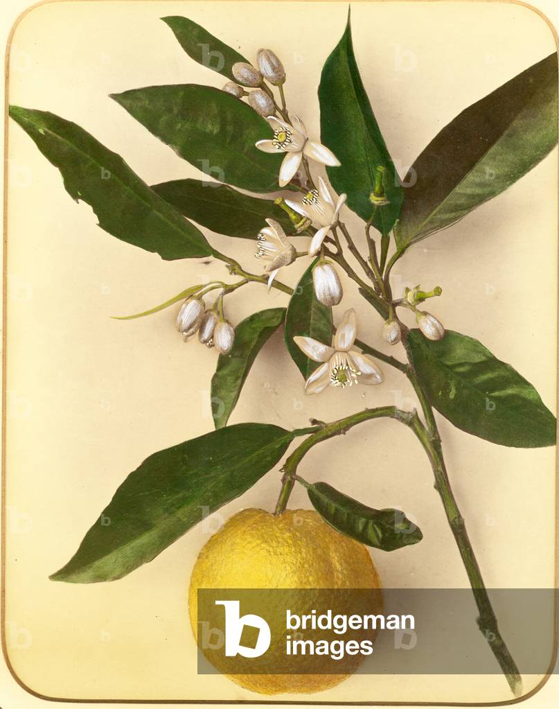 Lemon, 1870s (albumen print)