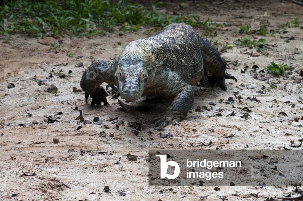 Komodo Dragon (Varanus komodoensis), Singapore (photo)