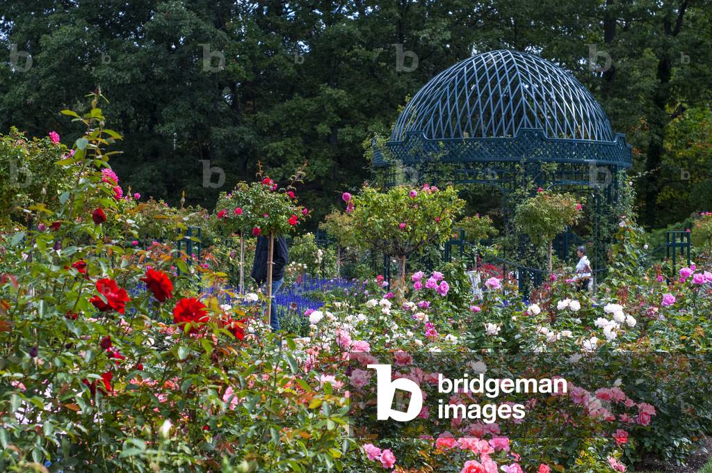 PEGGY ROCKEFELLER ROSE GARDEN or Cranford Rose Garden at the Brooklyn Botanical Garden, Brooklyn, NY, 2020 (photo)