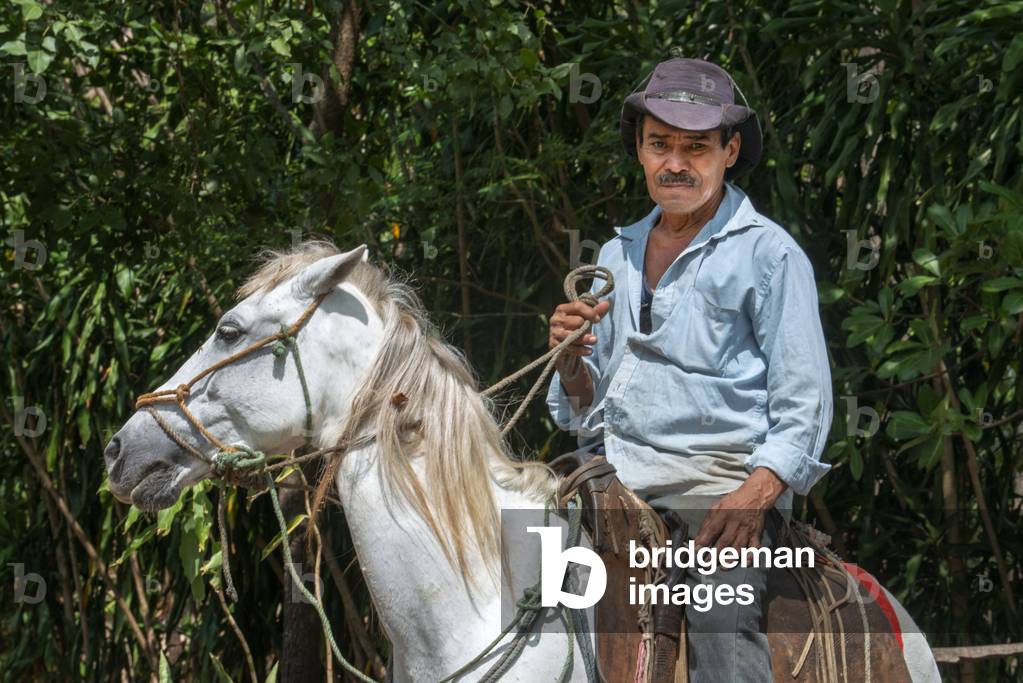 Horse and rider carrying plantains on the volcanic island of Ometepe in lake Nicaragua, Central America, America (photo)