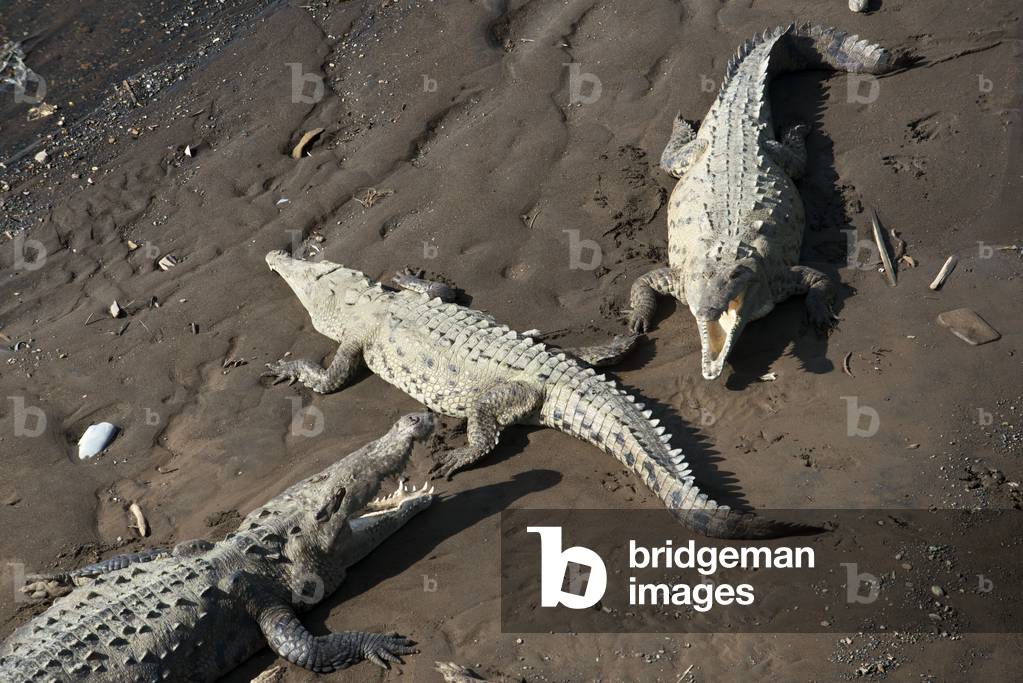 Giants crocodiles (Crocodylus acutus) rest on the bank of Rio Tarcoles, Costa Rica, American crocodile (Crocodylus acutus), Central America, Costa Rica, Puntarenas, Carara (photo)