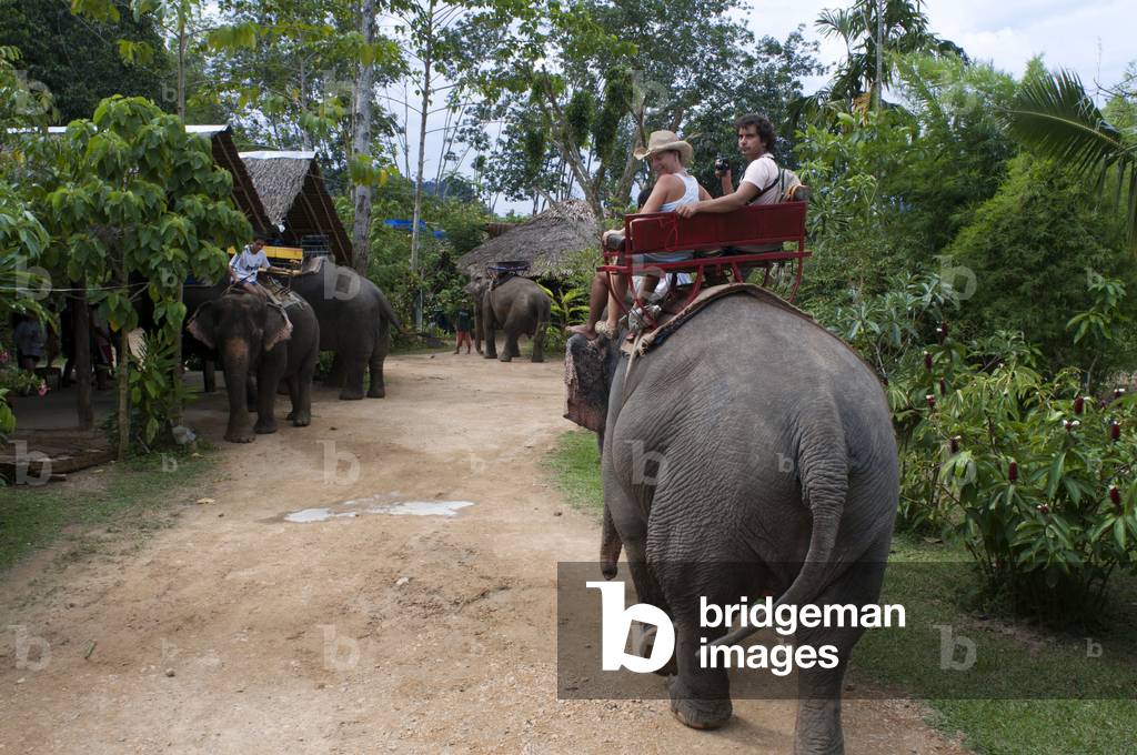 Elephant riding in rubber tree forest, Andaman Island, Thailand (photo)