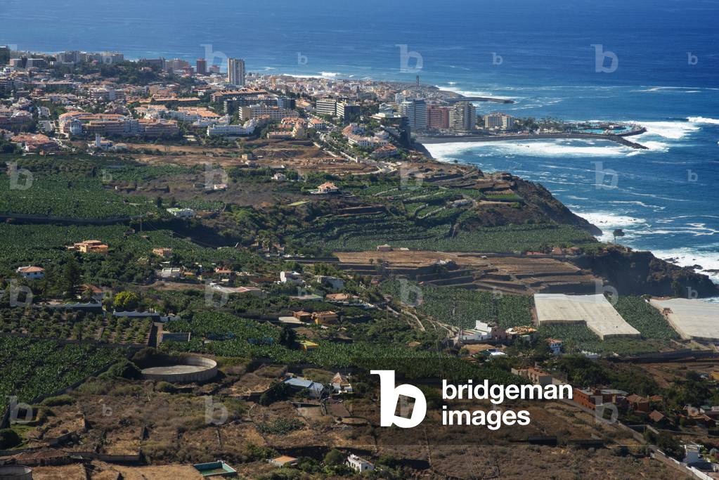 Vineyards and fields for cultivation and tillage in La Orotava and Puerto de la Cruz in Tenerife Island in Canary Islands Spain (photo)