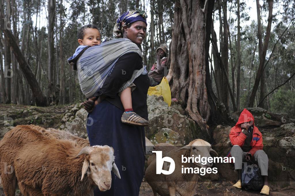 Mount Entoto Eucalyptus Forest above Addis Ababa, Ethiopia (photo)