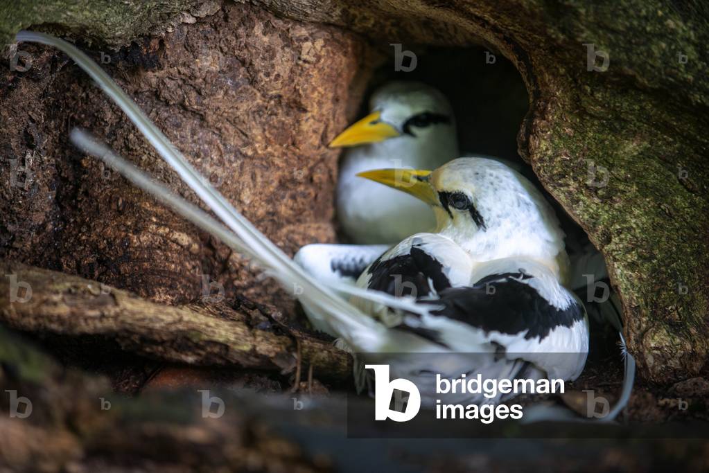 White-tailed Tropicbird (Phaethon lepturus lepturus), semi-fledged young in the nest, Cousin island, Seychelles (photo)