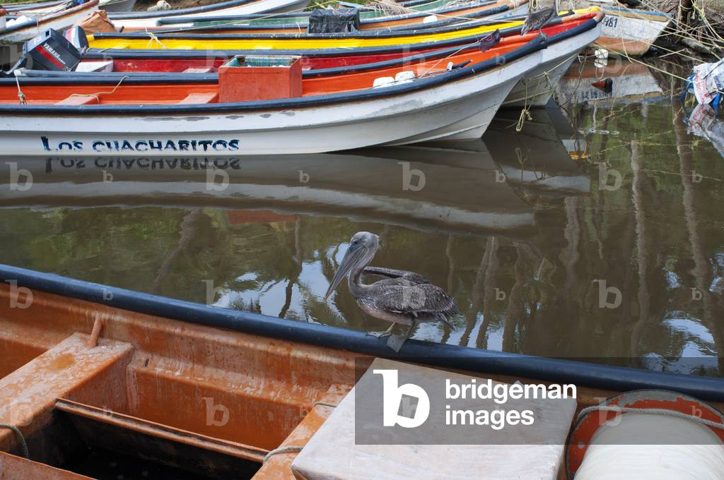 Boats and pelican in Choroni in Falcon state in Venezuela - Henri Pittier Park, in Venezuela.  (photo)