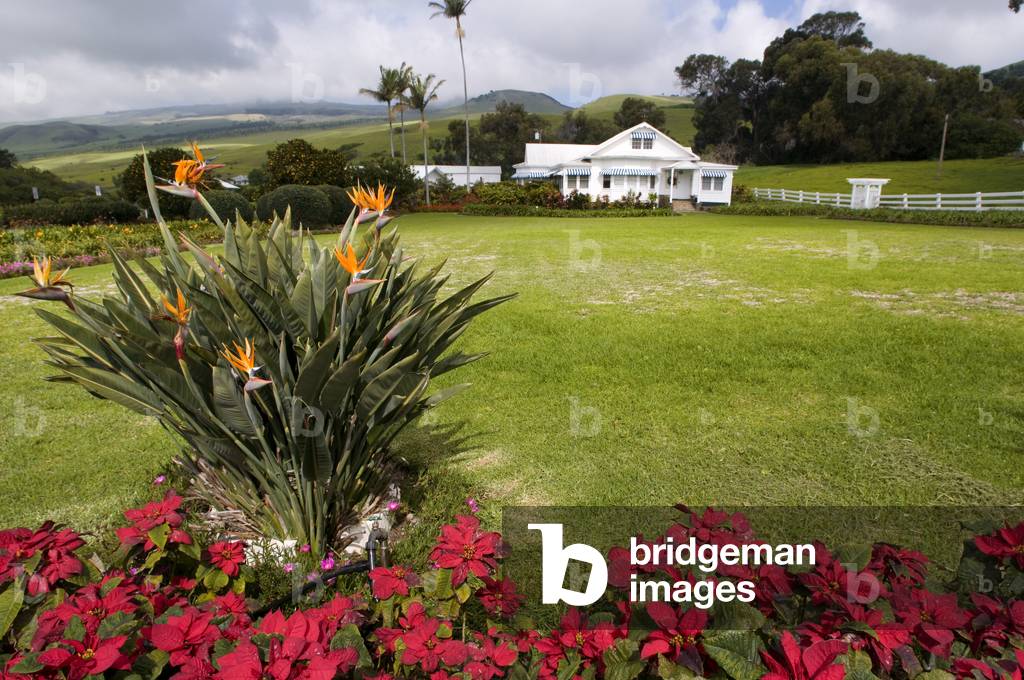 Landscape of Anna Ranch, Waimea, Hawaii (photo)