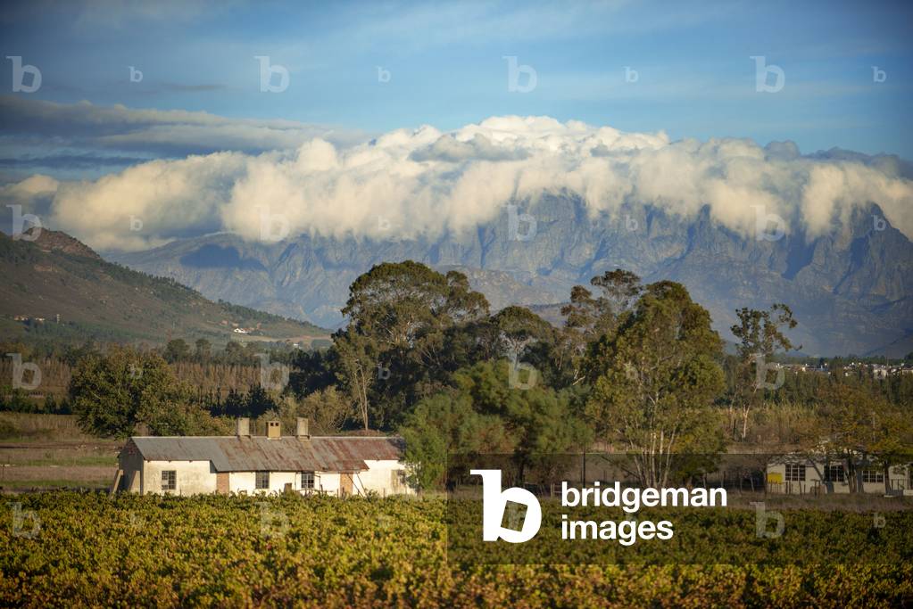 Vinewards near Cape Town.
The Rovos Rail luxury train travelling between Cape Town and Pretoria in South Africa 
Pride of Africa beautifully rebuilt Classic train that form part of the luxurious and privately owned Rovos Rail fleet, 2020 (photo)