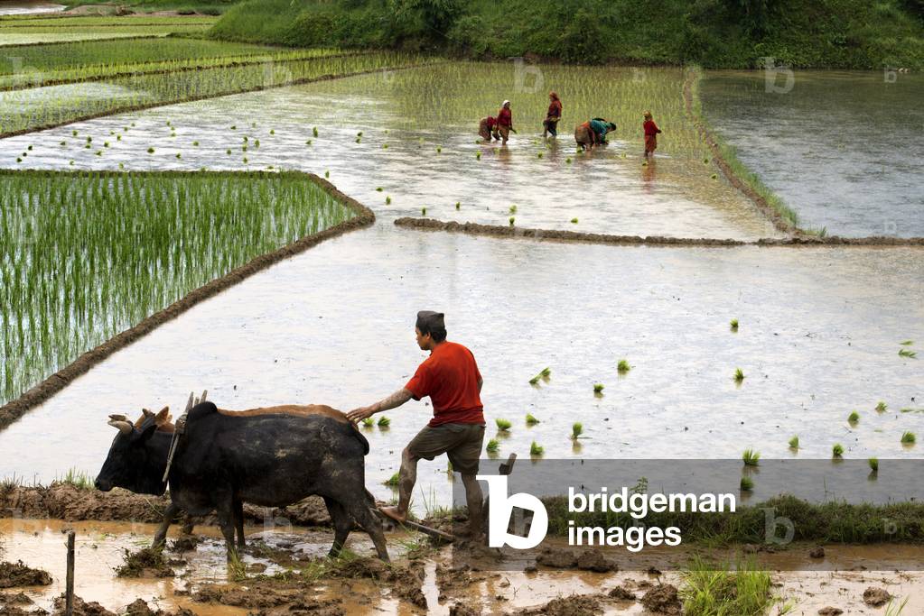 Rice paddies in Bungamati, around Kathmandu Valley, Nepal (photo)