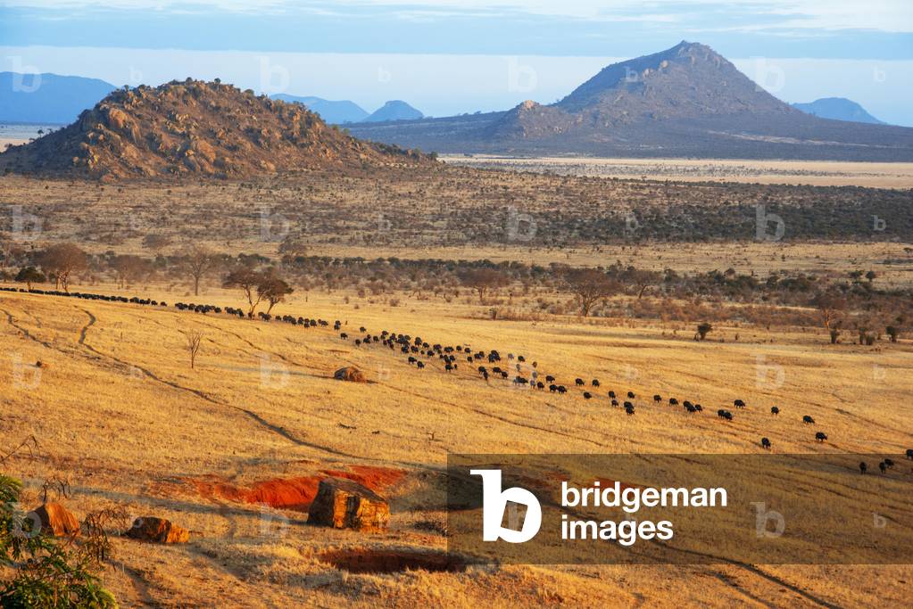 Migration of a group portrait of African buffalos Syncerus caffer, Tsavo, Kenya, 2020 (photo)
