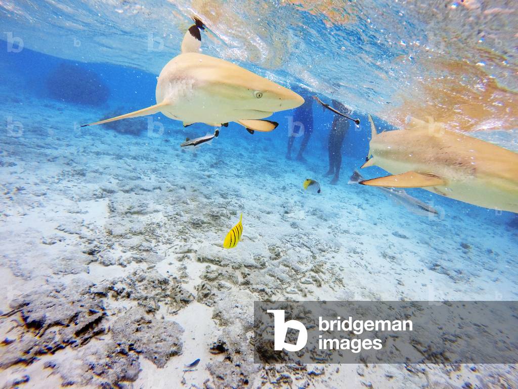 Tourists on a snorkeling excursion to view black tipped sharks and sting rays in the shallow waters of the Bora Bora lagoon, Moorea, French Polynesia, Society Islands, South Pacific, Cook's Bay, 2020 (photo)