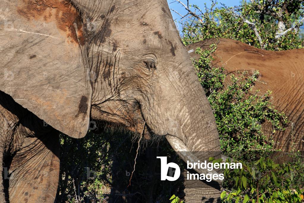 African elephant (Loxodonta africana) small group of elephants drinking at a waterhole in Mashatu game reserve, Botswana, Africa, 2020 (photo)
