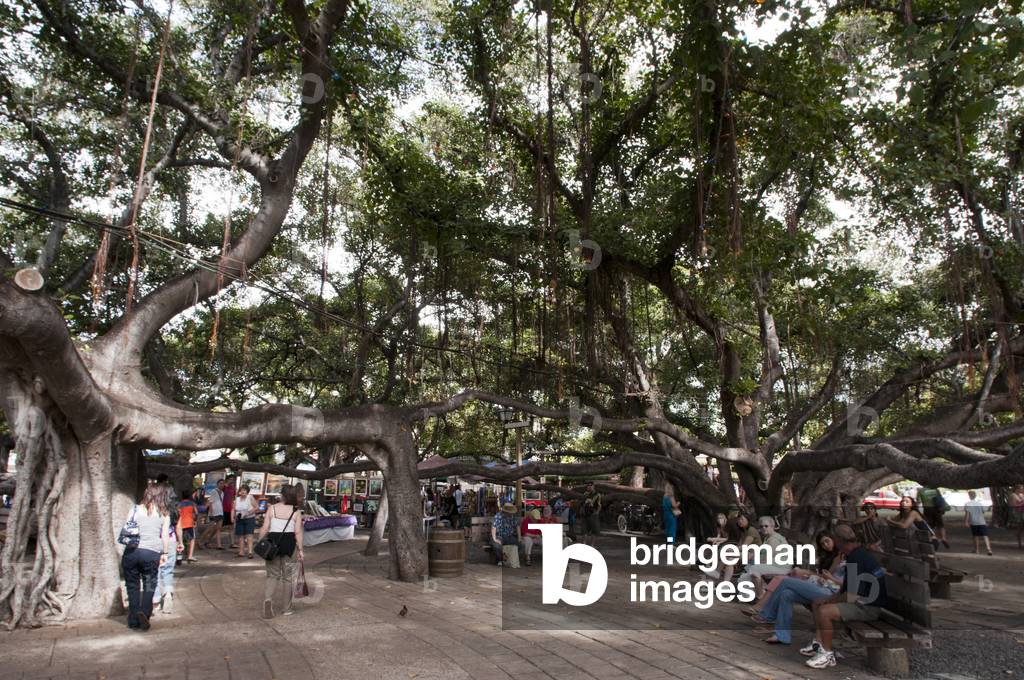 Banyan Tree Park, Maui, Hawaii (photo)