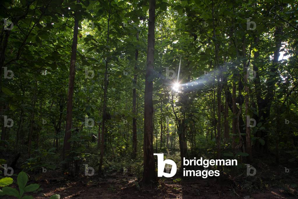 Trees and forest in Elephant Village Sanctuary & Resort, near Luang Prabang, Laos (photo)