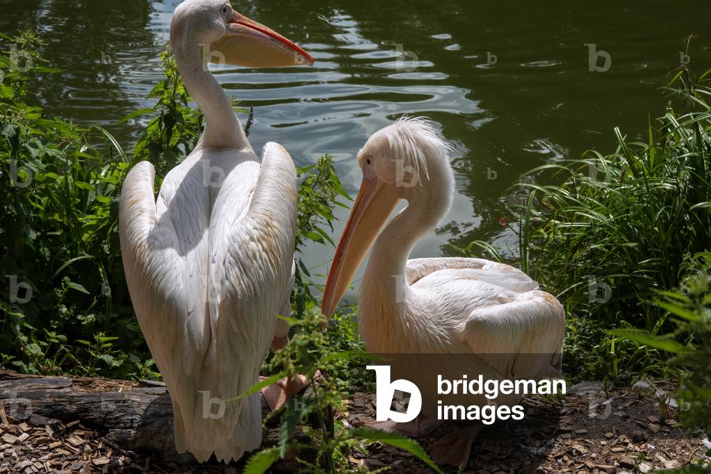 Pelicans along pond in the Planckendael Zoo, Mechelen Belgium (photo)