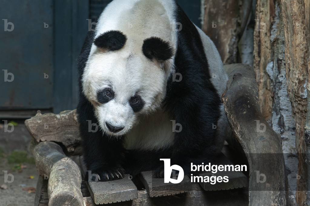 Panda Meng Meng bear (Ailuropoda melanoleuca) Bao Bao in Berlin Zoo / Zoological Garden in Berlin, Germany (photo)