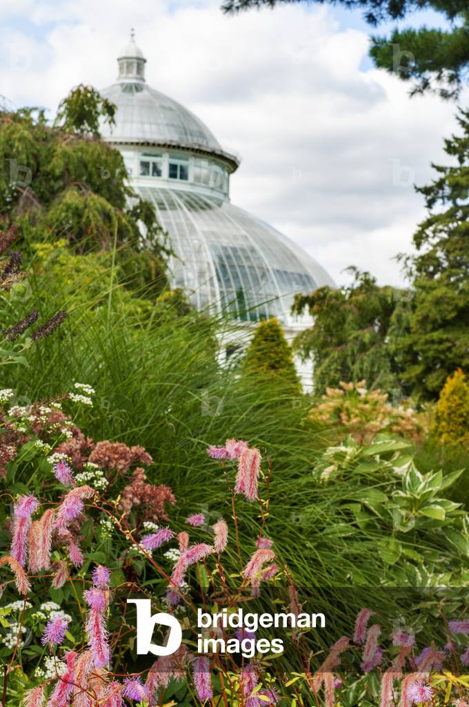 Enid A, Haupt Conservatory and pond with water lilies Greenhouse, New York Botanical Garden, Bronx, New York City, New York State, USA, 2020 (photo)