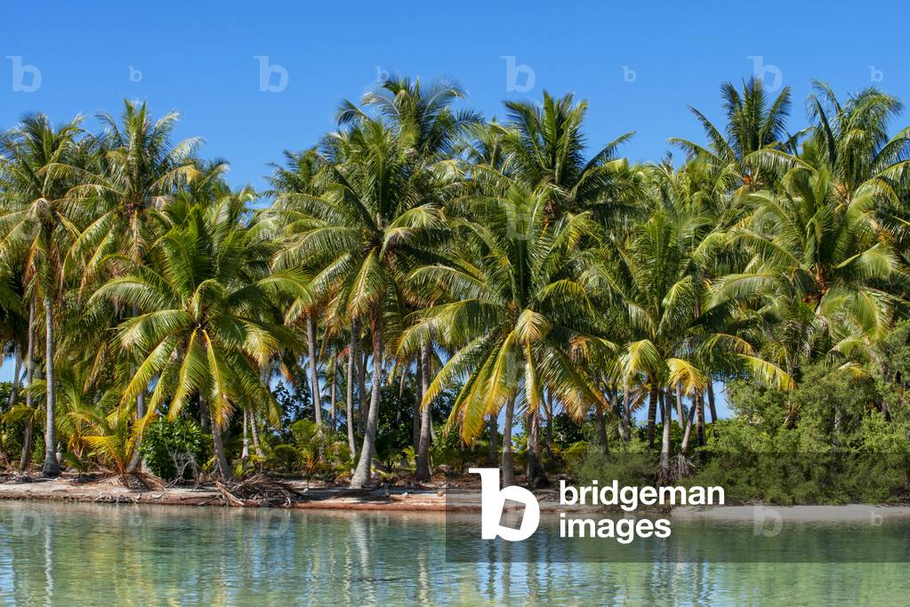 Island of Taha'a, French Polynesia, Motu Mahana palm trees at the beach, Taha'a, Society Islands, French Polynesia, South Pacific, 2020 (photo)