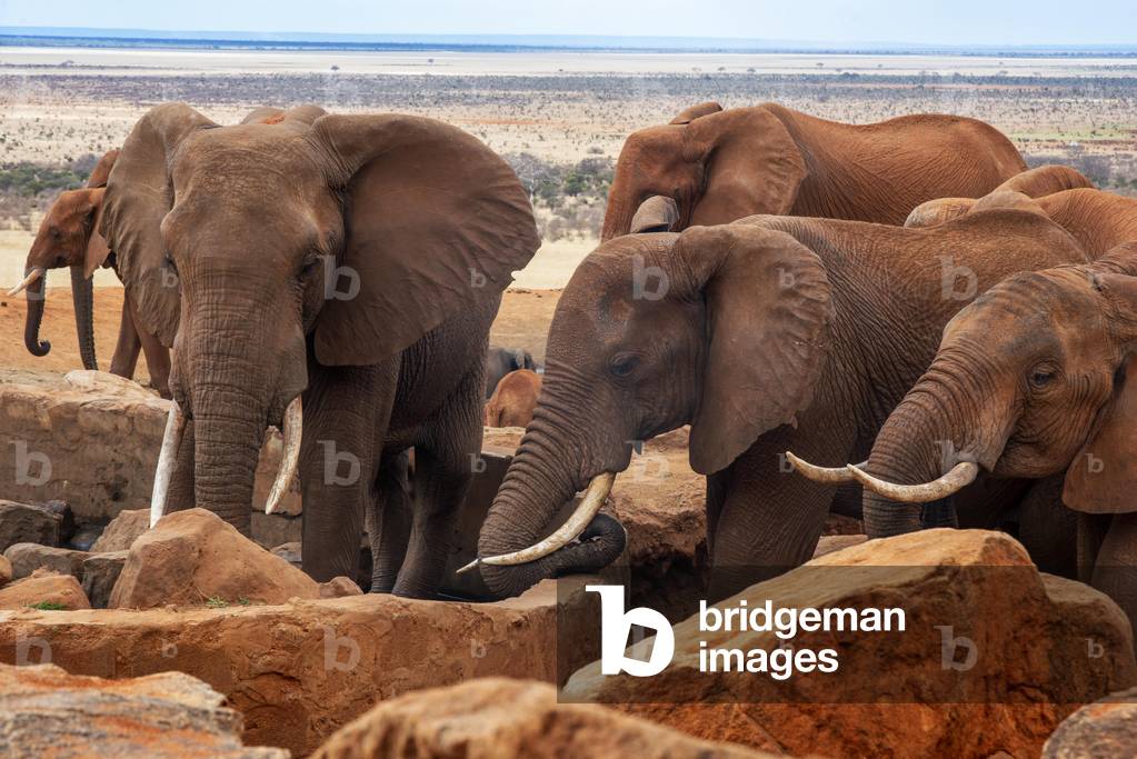 An elephant covered in red dust blocks a track in Kenya s Tsavo National Park, 2020 (photo)