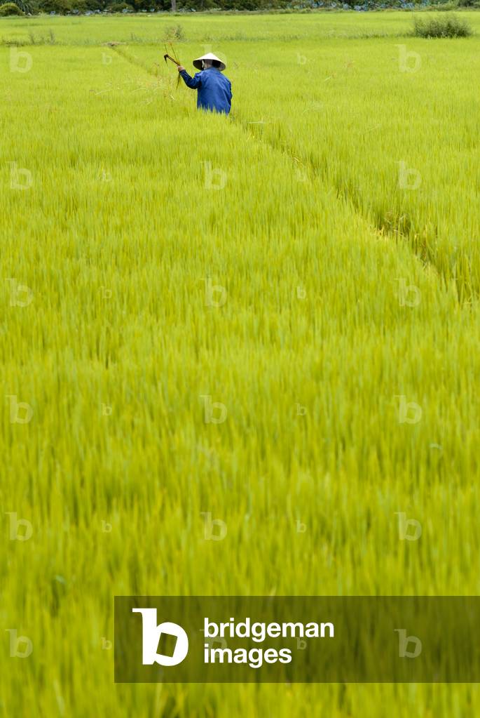 Women tending the rice fields, Hoi An, Vietnam (photo)