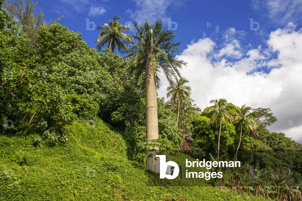 Telecommunications antenna camouflaged as a palm tree in Moorea, French Polynesia, Society Islands, South Pacific, Cook's Bay, 2020 (photo)