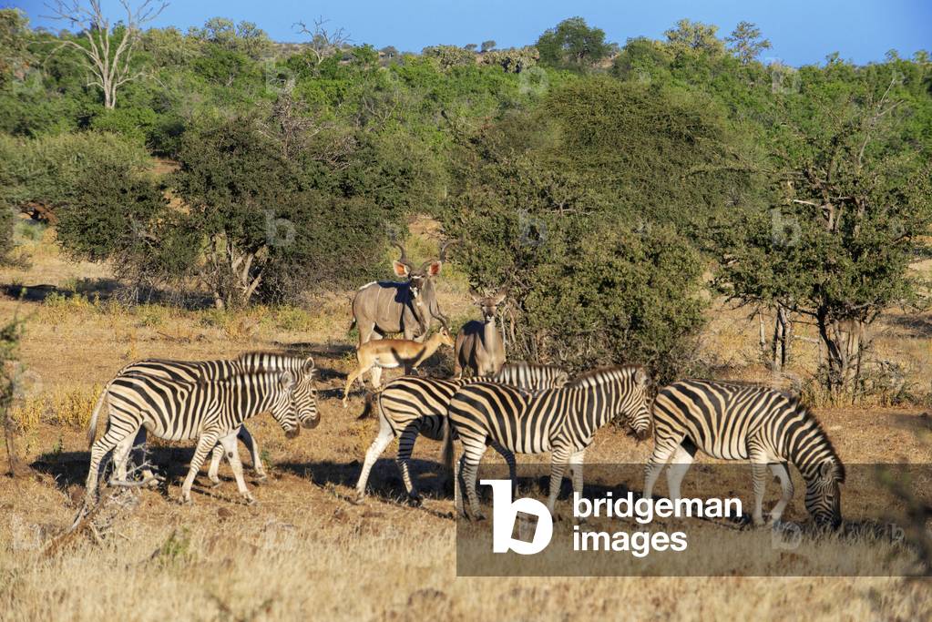 Burchell's zebras (Equus burchellii) and Eland (Taurotragus oryx) and impala (Aepyceros melampus) at Mashatu game reserve, Botswana, Africa, 2020 (photo)