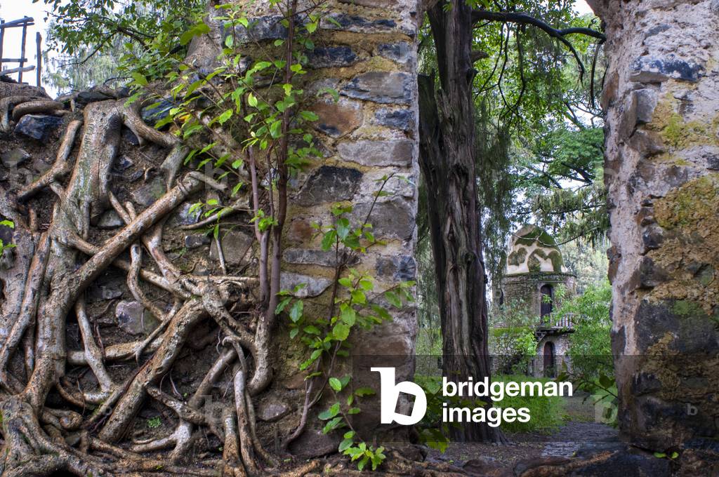 Tangle of massive trunk roots in Fasil Ides Bath, kingdom pool. Gondar, Ethiopia (photo)