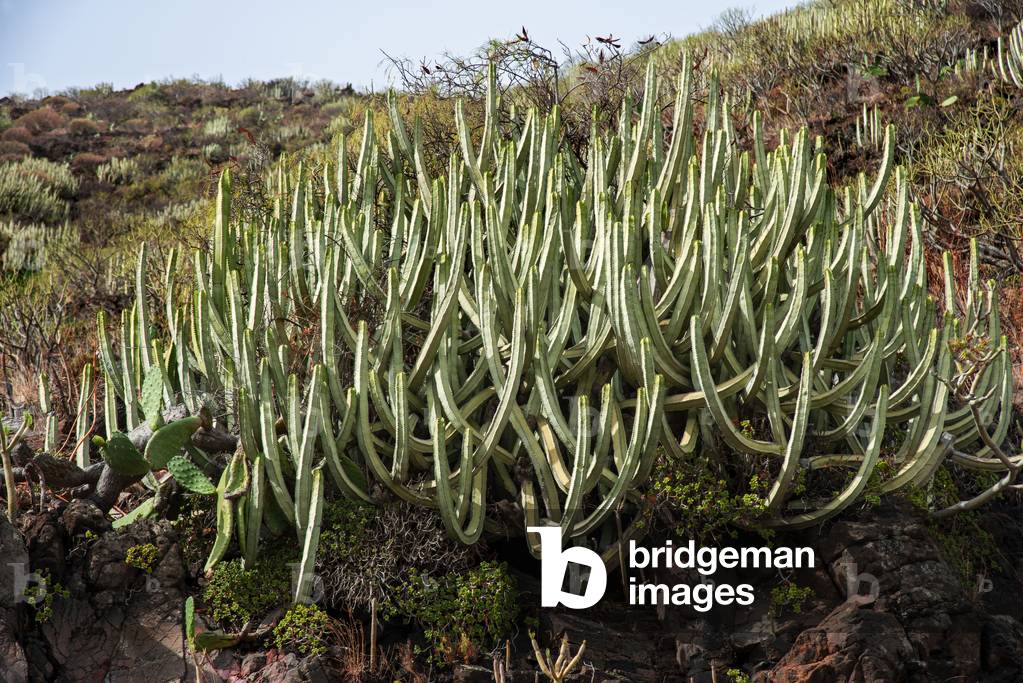 Euphorbia Canariensis (spurge) cacti growing in arid volcanic soil of southern Tenerife Canary Islands Spain (photo)