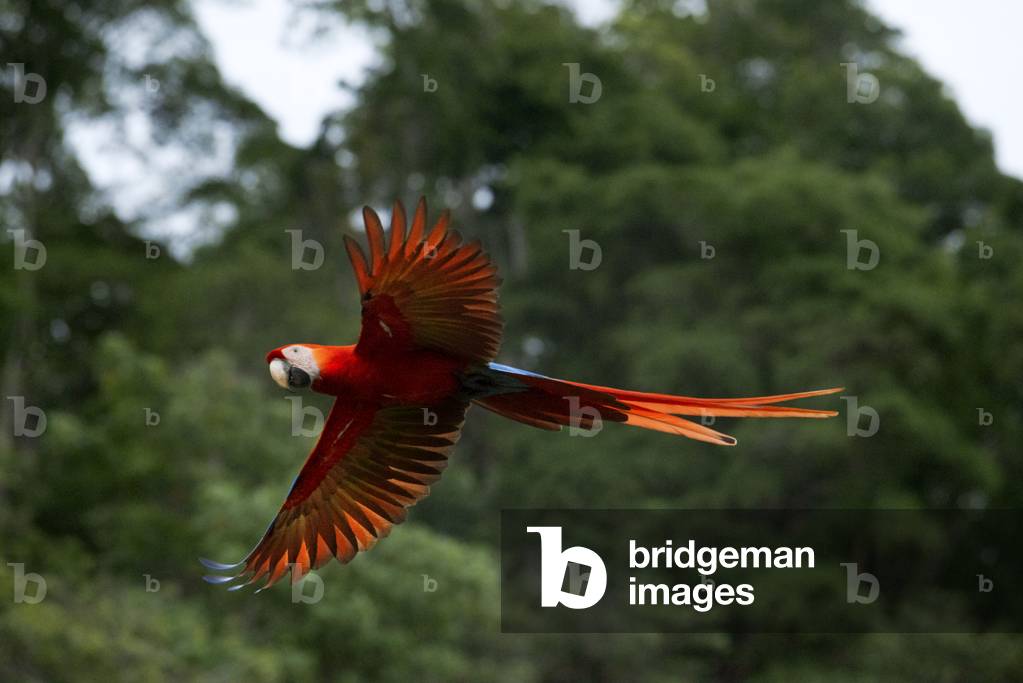 Scarlet macaw (Ara macao) in flight, Corcovado National Park, Osa Peninsula, Costa Rica, Central America (photo)