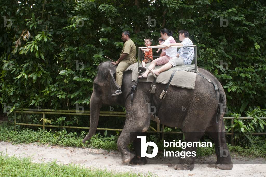 Singapore Zoo, elephant rides, Singapore (photo)