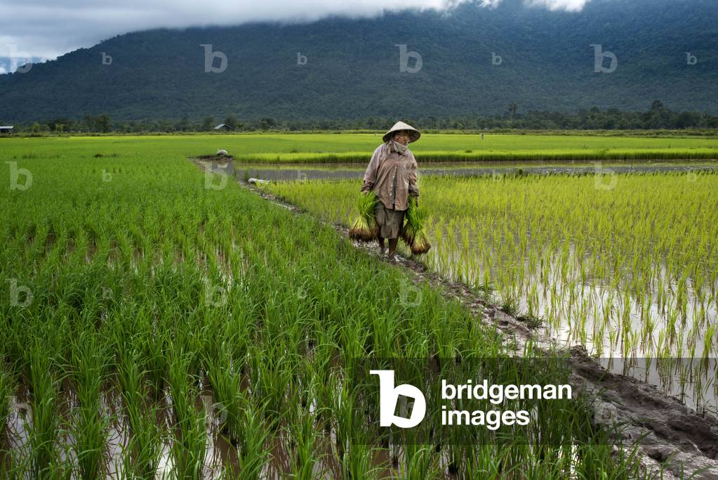 Woman working in the ricefiel plantation near Kiet Ngong, Laos (photo)