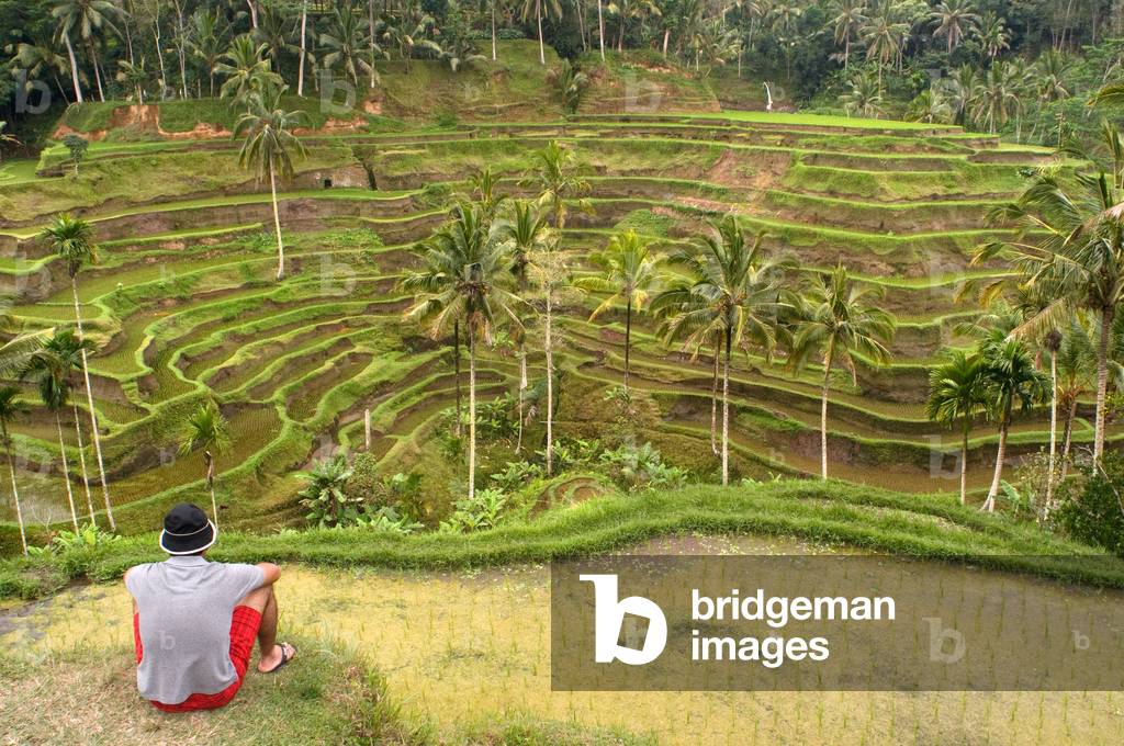 Paddy Field, Bali (photo)