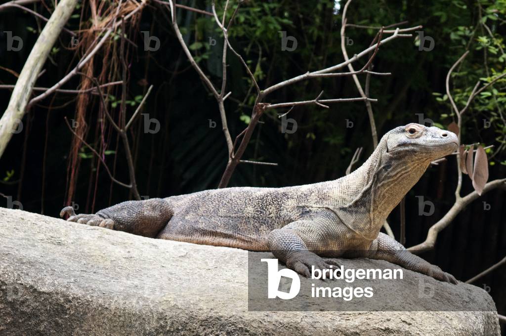 Komodo Dragon (Varanus komodoensis), Singapore (photo)