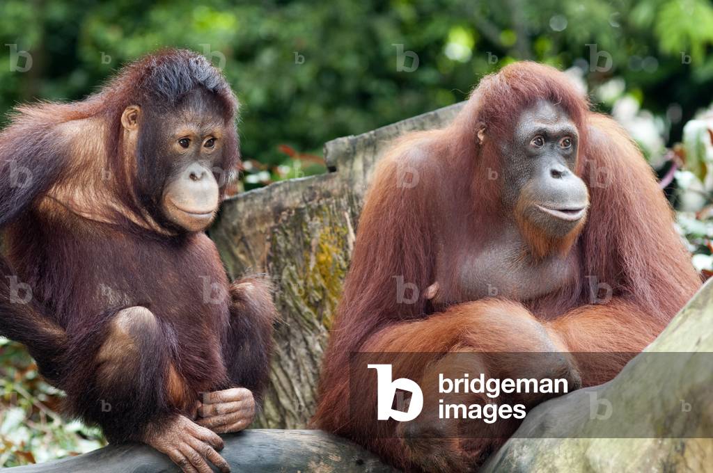 Singapore zoo, Orangutan (Pongo borneo), South East Asia, Singapore (photo)